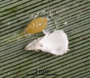 Yellow adult female of Flocculent flax scale, Poliaspis floccosa (Hemiptera: Diaspididae), removed from its white scale cover. Creator: Tim Holmes. © Plant & Food Research. [Image: 26WB]