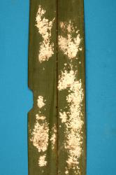 Colonies of Flocculent flax scale, Poliaspis floccosa (Hemiptera: Diaspididae), on underside of leaf of New Zealand flax, Phormium tenax (Hemerocallidaceae). Creator: Nicholas A. Martin. © Plant & Food Research. [Image: 26WD]