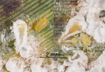 Two adult female of Flocculent flax scales, Poliaspis floccosa (Hemiptera: Diaspididae), turned over to show yellow female body and yellow eggs. Creator: Tim Holmes. © Plant & Food Research. [Image: 26WJ]