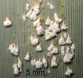 Flocculent flax scale, Poliaspis floccosa (Hemiptera: Diaspididae), on underside of leaf of New Zealand flax, Phormium tenax (Hemerocallidaceae). Creator: Nicholas A. Martin. © Plant & Food Research. [Image: 26WM]
