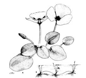 Fig. 1.  Hydrocleys nymphoides, water poppy; A habit, showing ± cordate leaf blades, of one form only, B diagram of "stoloniferous" habit. © All rights reserved. [Image: 26WU]