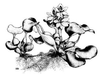 Fig. 10.  Eichhornia crassipes, water hyacinth; habit, showing leaves with swollen, bladder-like petioles. © All rights reserved. [Image: 26WV]