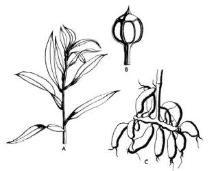 Fig. 11.  Alstroemeria pulchella; A portion of shoot showing leaves with twisted petioles, B ribbed capsule with smooth apiculate cap, C fleshy tubers. © All rights reserved. [Image: 26WW]