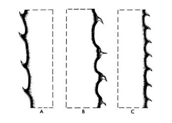 Fig. 12. AGAVACEAE: A-B: leaf margin; A: Furcraea. B: Agave. C: for comparison,  Aloe  (Liliaceae). © All rights reserved. [Image: 26WX]