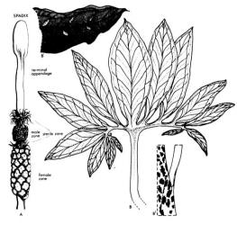 Fig. 13. ARACEAE: A: Arum italicum, Italian arum; spadix. B: Dracunculus vulgaris, stink lily; leaf showing B1 light markings, B2 mottled sheath. © All rights reserved. [Image: 26WY]