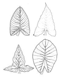 Fig. 14. ARACEAE, leaves; A: Alocasia macrorrhiza, elephant' s ear. B: Zantedeschia aethiopica, arum lily. C: Arum italicum, Italian arum. D: Colocasia esculenta, taro. © All rights reserved. [Image: 26WZ]