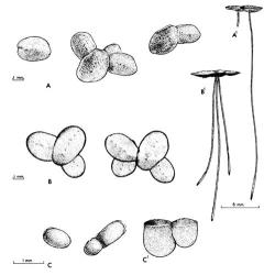 Fig. 15. LEMNACEAE: A: Lemna minor, duckweed; from above, A  1  side view. B: Spirodela punctata, purple-backed duckweed; from above, B  1  side view, C: Wolffia australiana, water meal; from above, C  1  side view. © All rights reserved. [Image: 26X0]