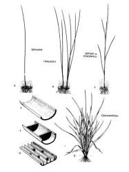 Fig. 16. JUNCUS. A-D; diagrammatic habit drawings showing characteristics of sections.  E-G: diagrams of portion of leaf; E: flat leaf, sections  Graminifolii  and  Poiophylli. F-G: two different kinds of septate leaf, section  Septati. © All rights reserved. [Image: 26X1]