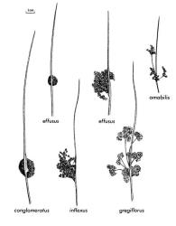 Fig. 17. JUNCUS sect.  Genuini; some forms of inflorescence, × ½.  Compact head;  J. conglomeratus  (bract-base wide), J. effusus. Flowers evenly dispersed;  J. inflexus,  J. effusus  (lower branches drooping). Flowers in clusters;  J. gregiflorus,  J. amabilis. © All rights reserved. [Image: 26X2]