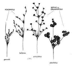 Fig. 18. JUNCUS; inflorescences × ⅔. Section  Poiophylli, flowers borne singly; sections  Septati  and  Graminifolii, flowers in narrow, or in rounded clusters. © All rights reserved. [Image: 26X3]