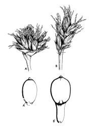 Fig. 19. LUZULA; A: L. banksiana var. orina  (indigenous) portion of inflorescence with close-set flowers, A 1 seed with minute caruncle. B: L. campestris  (adventive) portion of inflorescence with rhachis visible between flower bases, B  1  seed with long caruncle. © All rights reserved. [Image: 26X4]