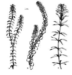 Fig. 2. HYDROCHARITACEAE, oxygen weeds, upper part of stem; A: Elodea canadensis, Canadian pondweed, leaves in whorls of 3. B: Lagarosiphon major, leaves alternate. C: Egeria densa, leaves in whorls of 4 or 5. © All rights reserved. [Image: 26X5]