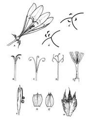 Fig. 20. IRIDACEAE; A: asymmetrical arrangement of stamens in flower of  Sparaxis  (perianth partly removed); diagrams of A 1 asymmetrical arrangement, A  2  symmetrical arrangement as seen from above. B-E: diagrams of forms of style; B: Gladiolus, 3-fid. C: Schizostylis, deeply 3-fid. D: Watsonia, 3-fid, with shortly bifid style-branches. E: Homeria, style-branches petaloid. F-H: spathe-valves; F: Sisyrinchium, entire. G: Ixia, tridentate and G 1 bidentate. H: Sparaxis, lacerate. © All rights reserved. [Image: 26X6]