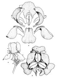 Fig. 21. IRIS: A flower, A  1  side view details, A  2  from above: a - standard, b - fall, c - beard, d - petaloid style-branch, e - stigma, f - stamen, g - spathe-valve. © All rights reserved. [Image: 26X7]