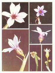 Fig. 22. SISYRINCHIUM, flowers; A-B: S. iridifolium; A from above, B side view. C-D: S. blue; C from above, D side view. E-F: S. yellow; E from above, F side view. © All rights reserved. [Image: 26X8]