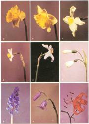 Fig. 23. AMARYLLIDACEAE; A-E: Narcissus; A long corona, B-C shorter corona, D ' Tazetta'  group, E ' Poeticus'  group. F: Leucojum aestivum, snowflake. LILIACEAE; G: Muscari armeniacum, grape hyacinth. H: Scilla non-scripta, bluebell. I.  Lilium tigrinum, tiger lily. © All rights reserved. [Image: 26X9]