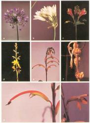 Fig. 24. LILIACEAE; A: Agapanthus orientalis. B: Nothoscordum inodorum. ALSTROEMERIACEAE: C: Alstroemeria pulchella. HAEMODORACEAE; D: Wachendorfia thyrsiflora. IRIDACEAE: E-G: Chasmanthe bicolor; E inflorescence, F capsule, G flower, H: Chasmanthe floribunda. © All rights reserved. [Image: 26XA]