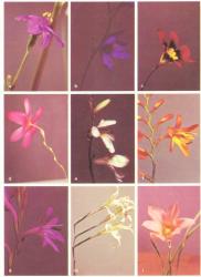 Fig. 25. IRIDACEAE; A: Aristea ecklonii. B: Babiana stricta. C: Sparaxis tricolor. D: Ixia maculata. E: Tritonia lineata. F: Crocosmia × crocosmiiflora, montbretia. G: Watsonia meriana. H: Gladiolus undulatus. I: Homeria collina, Cape tulip. © All rights reserved. [Image: 26XB]