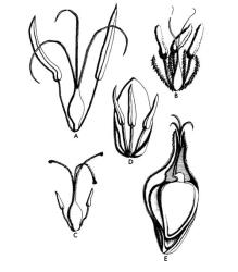 Fig. 26. CYPERACEAE, flowers; A: Cyperus. B-C: Scirpus; B with hypogynous bristles, C without bristles D-E: Carex; D male, E female, showing nut enclosed in utricle (split lengthwise). © All rights reserved. [Image: 26XC]