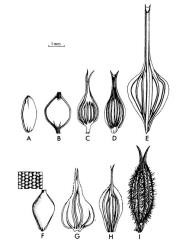 Fig. 28. CAREX, some forms of utricle. × 10; A:  C. pallescens, glabrous, smooth, beak almost wanting. B:  C. coriacea, glabrous, smooth, beak short, almost entire. C:  C. fascicularis, glabrous, nerved, beak deeply bifid. D:  C. forsteri, glabrous, nerved, beak long with oblique orifice. E:  C. lurida, glabrous, nerved, beak long. F:  C. flacca, papillose, beak minute orifice truncate. G:  C. otrubae, nerved, beak with scabrid margins. H:  C. ovalis, nerved. margins winged and scabrid, beak narrow, bifid. I:  C. hirta, hairy, nerved, beak deeply bifid. © All rights reserved. [Image: 26XE]