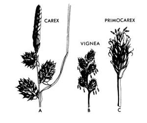 Fig 29. CAREX, inflorescences; A: Subgenus  Carex,  C. demissa. B: Subgenus  Vignea,  C. ovalis. C: Subgenus  Primocarex,  C. pyrenaica var. cephalotes. © All rights reserved. [Image: 26XF]