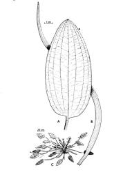 Fig. 3.  Ottelia ovalifolia, swamp lily; A ovate floating leaf, B linear underwater leaf, C habit. © All rights reserved. [Image: 26XG]