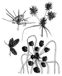 Fig. 30. CYPERUS. inflorescence; A: C. tenellus, showing distichous arrangement of glumes (characteristic of  Cyperus) and a single bract, × 4. B: C. involucratus, showing several ± equal involucral bracts × 2/5. C: C. congestus, × ⅔. D: C. eragrostis, × ⅔. © All rights reserved. [Image: 26XH]