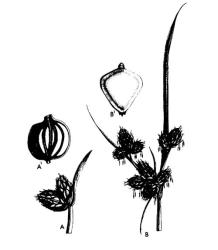 Fig. 31: SCIRPUS; A: S. setaceus, inflorescence, spikelets with single bract, A  1  nut showing longitudinal ribs. B: S. caldwellii, inflorescence, spikelets with several leaf-like bracts, B 1 nut. © All rights reserved. [Image: 26XI]