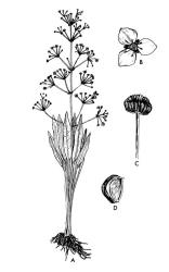 Fig. 4.  Alisma lanceolatum; A habit, B flower, C ring of mature achenes, D mature achene. © All rights reserved. [Image: 26XJ]