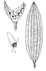 Fig. 5.  Aponogeton distachyus, Cape pondweed; A inflorescence of two divergent spikes, B flower with swollen perianth-segment, C leaf. © All rights reserved. [Image: 26XK]