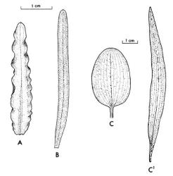 Fig. 6. POTAMOGETON, leaves; A: P. crispus, curled pondweed, margin crimped. B: P. ochreatus, margin flat. C: P. cheesemanii, floating leaf, C  1  submersed leaf. © All rights reserved. [Image: 26XL]