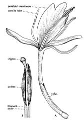 Fig. 7.  Hedychium gardnerianum, wild ginger; A flower, B style enveloped in stamen-channel. © All rights reserved. [Image: 26XM]