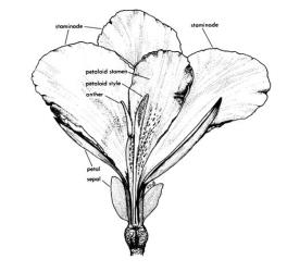 Fig. 8.  Canna indica, Indian shot; flower of hybrid form (perianth and staminodia partly excised) showing petaloid stamen with 1-celled anther adnate to margin. © All rights reserved. [Image: 26XN]