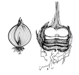 Fig. 9. LILIACEAE. AMARYLLIDACEAE, IRIDACEAE; diagram of longitudinal section of A bulb, B corm (not found in Amaryllidaceae). © All rights reserved. [Image: 26XP]