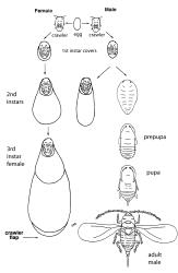 Lifecycle of Diaspidine scale (Hemiptera: Diaspididae: Diaspidinae). The male prepupae and pupa live under the male second instar cover. Diagram adapted from Figures 1 and 2 in Henderson R.C. 2011. Diaspididae (Insecta: Hemiptera: Coccoidea). Fauna of New Zealand 66. Creator: Nicholas A. Martin. © Landcare Research. [Image: 26Z4]