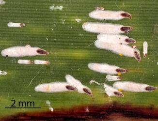 Cordyline scale, Anzaspis cordylinidis (Hemiptera: Diaspididae), on the upper side of a leaf of New Zealand flax, Phormium tenax (Hemerocallidaceae),. Creator: Tim Holmes. © Plant & Food Research. [Image: 26Z7]