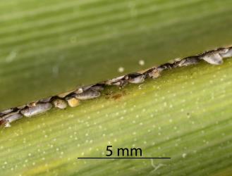 Flax groove scale, Leucaspis sp. 1 (Hemiptera: Diaspididae), in groove on the upper side of a leaf of New Zealand flax, Phormium tenax (Hemerocallidaceae). Creator: Minna Personen. © Plant & Food Research. [Image: 26ZC]