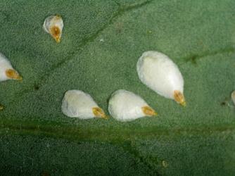 Waratah scale, Pseudaulacaspis brimblecombei Williams, 1973 (Hemiptera: Diaspididae), can occur on leaves of cabbage tree, Cordyline australis (Asparagaceae). Creator: Rosa C. Henderson. © Landcare Research. [Image: 26ZD]