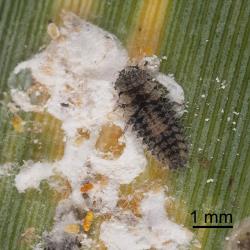 Larva of armoured scale ladybird, Rhyzobius fagus (Coleoptera: Coccinellidae) feeding on Flocculent flax scale, Poliaspis floccosa (Hemiptera: Diaspididae). Creator: Tim Holmes. © Plant & Food Research. [Image: 270C]