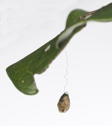 Cocoon of Meteorus pulchricornis (Hymenoptera: Braconidae) suspended on a thread from leaf after after it had left the parasitised caterpillar of Kawakawa looper, Cleora scriptaria (Lepidoptera: Geometridae). Creator: Tim Holmes. © Plant & Food Research. [Image: 274B]