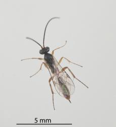 Adult Meteorus pulchricornis (Hymenoptera: Braconidae). Creator: Minna Personen. © Plant & Food Research. [Image: 274C]