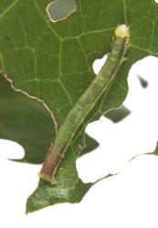 Small caterpillar of Kawakawa looper, Cleora scriptaria (Lepidoptera: Geometridae), on the underside of a kawakawa, Piper excelsum (Piperaceae), leaf. Creator: Tim Holmes. © Plant & Food Research. [Image: 274J]