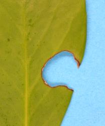 Feeding damage to leaf of Pseudopanax lessonii (Araliaceae) by a large caterpillar of Kawakawa looper, Cleora scriptaria (Lepidoptera: Geometridae). Creator: Nicholas A. Martin. © Plant & Food Research. [Image: 274K]