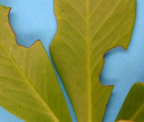Feeding damage to leaf to Pseudopanax lessonii (Araliaceae) by a large caterpillar of Kawakawa looper, Cleora scriptaria (Lepidoptera: Geometridae). Creator: Nicholas A. Martin. © Plant & Food Research. [Image: 274L]