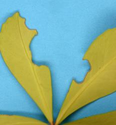 Underside of leaf of Pseudopanax lessonii (Araliaceae) with feeding damage by a large caterpillar of Kawakawa looper, Cleora scriptaria (Lepidoptera: Geometridae). Creator: Nicholas A. Martin. © Plant & Food Research. [Image: 274M]