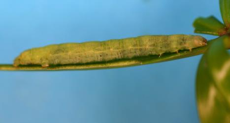 Large caterpillar of Kawakawa looper, Cleora scriptaria (Lepidoptera: Geometridae) on a partly eaten leaf of Pseudopanax lessonii (Araliaceae). Creator: Tim Holmes. © Plant & Food Research. [Image: 274N]