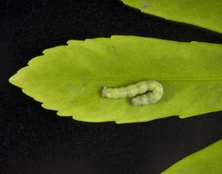 Large caterpillar of Kawakawa looper, Cleora scriptaria (Lepidoptera: Geometridae), on a Pseudopanax lessonii (Araliaceae), leaf. Creator: Tim Holmes. © Plant & Food Research. [Image: 274P]