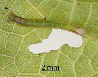 Small caterpillar of Kawakawa looper, Cleora scriptaria (Lepidoptera: Geometridae), on the underside of a kawakawa, Piper excelsum (Piperaceae), leaf. Creator: Tim Holmes. © Plant & Food Research. [Image: 274U]