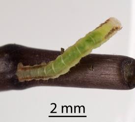 Small caterpillar of Kawakawa looper, Cleora scriptaria (Lepidoptera: Geometridae); note the body setae. Creator: Tim Holmes. © Plant & Food Research. [Image: 274V]