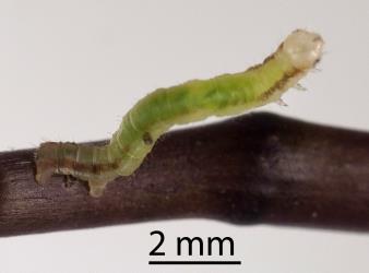 Small caterpillar of Kawakawa looper, Cleora scriptaria (Lepidoptera: Geometridae), on stem of kawakawa, Piper excelsum (Piperaceae). Creator: Tim Holmes. © Plant & Food Research. [Image: 274W]